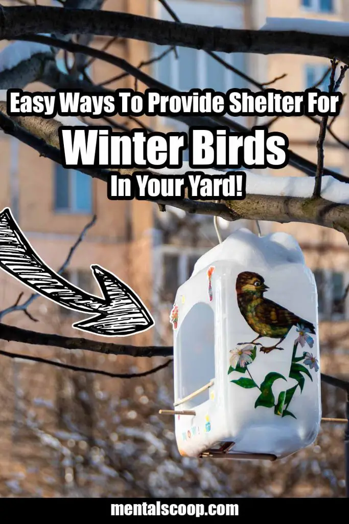 Easy Ways To Provide Shelter For Winter Birds In Your Yard! - Mental Scoop