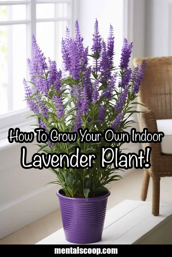 How To Grow Your Own Indoor Lavender Plant! Mental Scoop