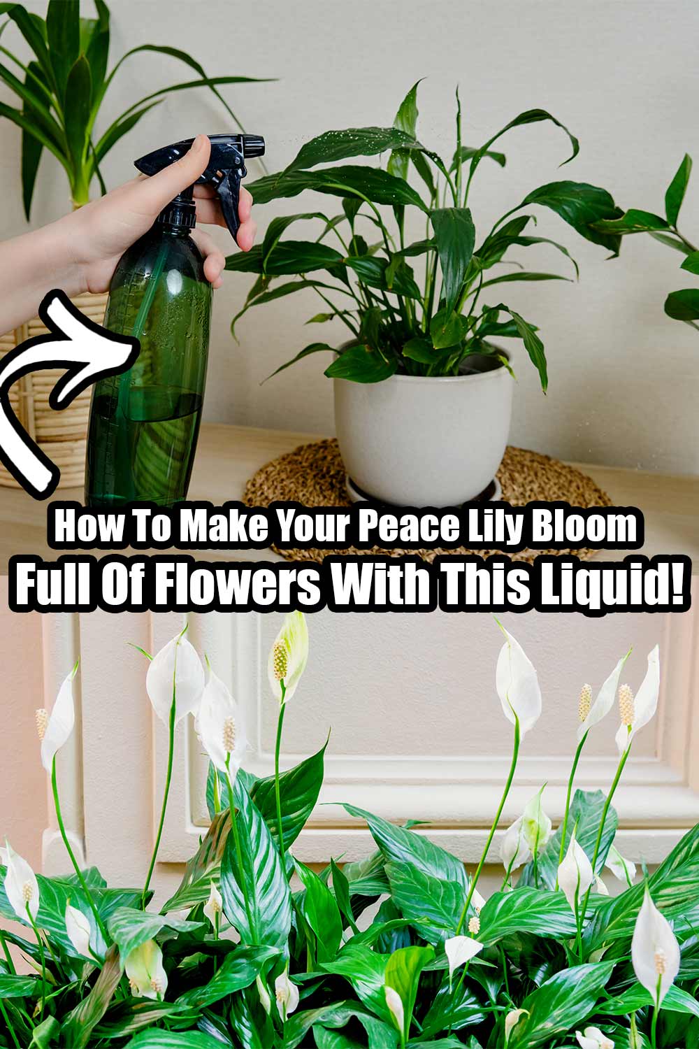 How To Make Your Peace Lily Bloom Full Of Flowers With This Liquid
