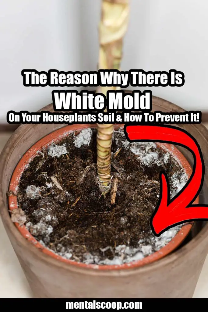 The Reason Why There Is White Mold On Your Houseplants Soil & How To