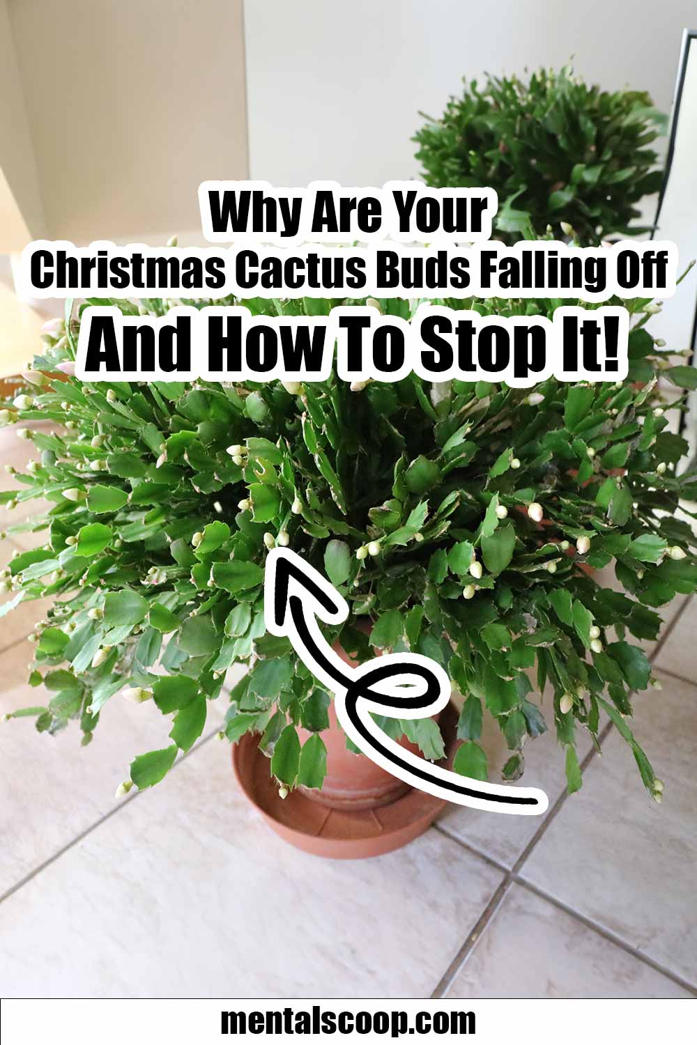 Why Are Your Christmas Cactus Buds Falling Off And How To Stop It