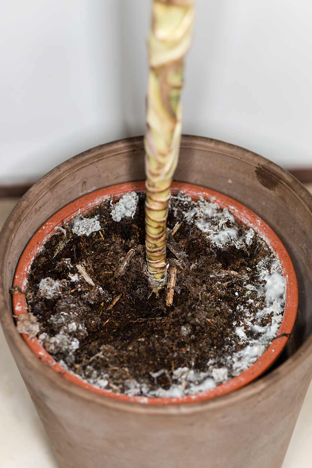 defaultTheReasonWhyThereIsWhiteMoldOnYourHouseplantsSoilHow