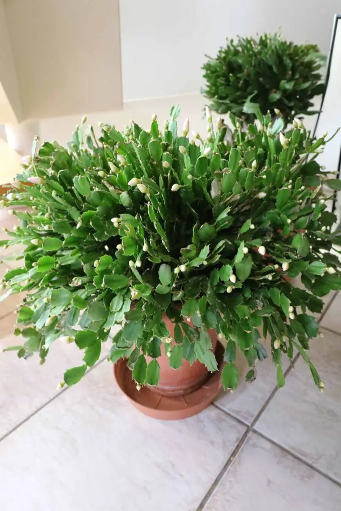 Why Are Your Christmas Cactus Buds Falling Off And How To Stop It