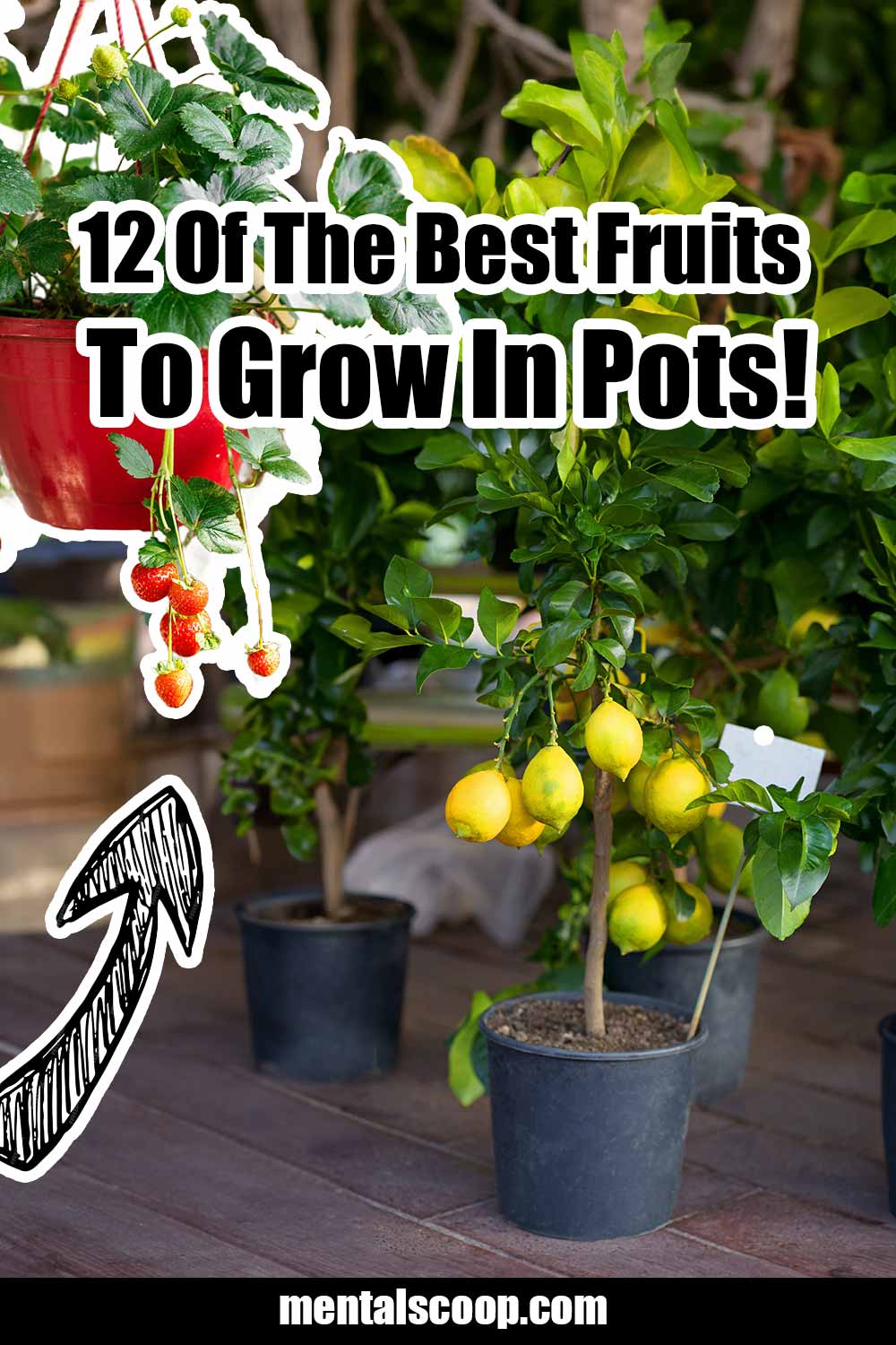 12 Of The Best Fruits To Grow In Pots! Mental Scoop