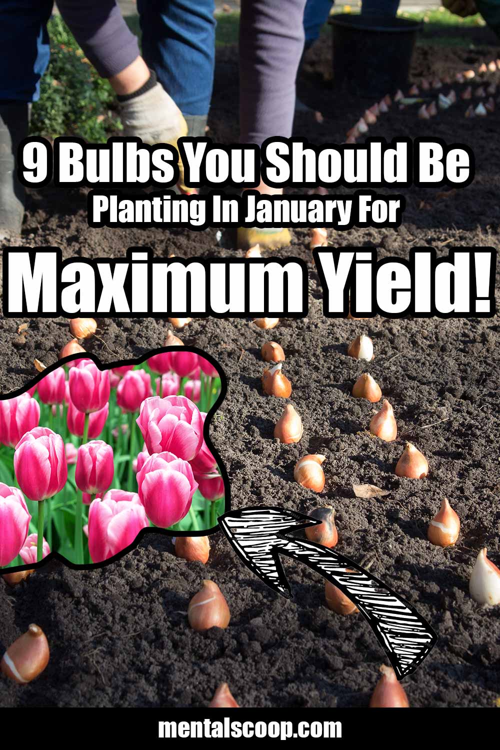 9 Bulbs You Should Be Planting In January For Maximum Yield! Mental Scoop