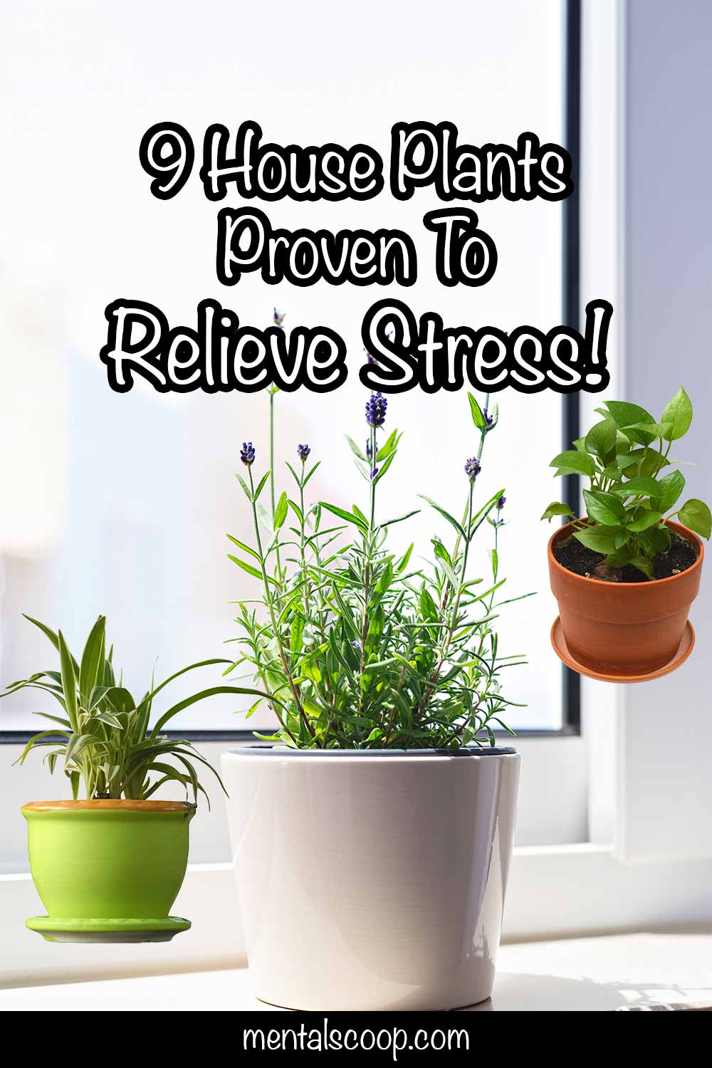 9 House Plants Proven To Relieve Stress! Mental Scoop