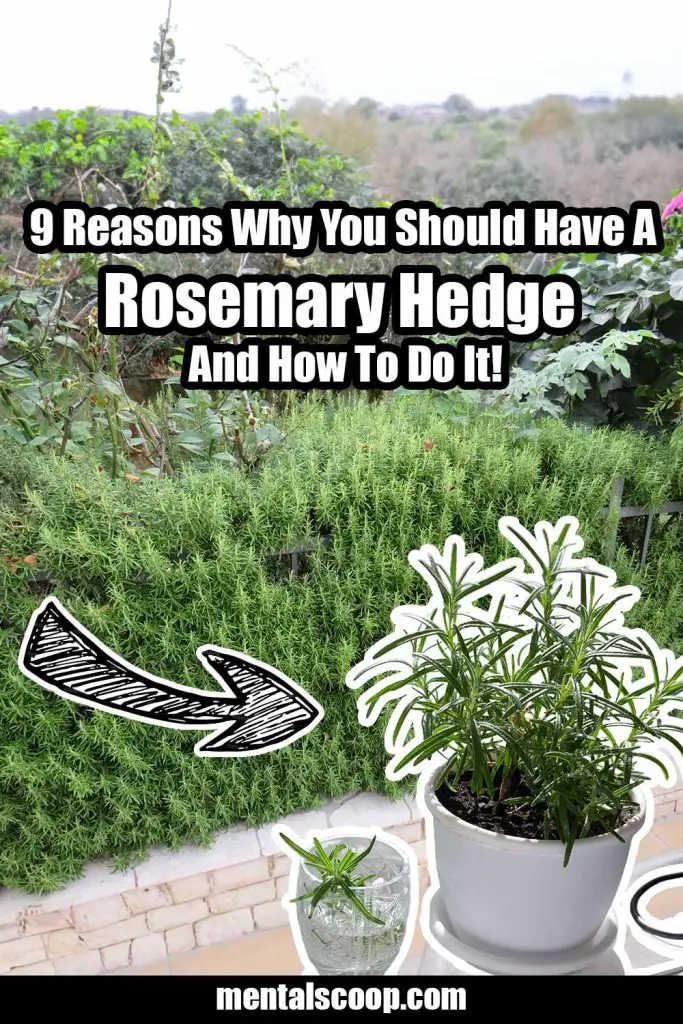 9 Reasons Why You Should Have A Rosemary Hedge And How To Do It