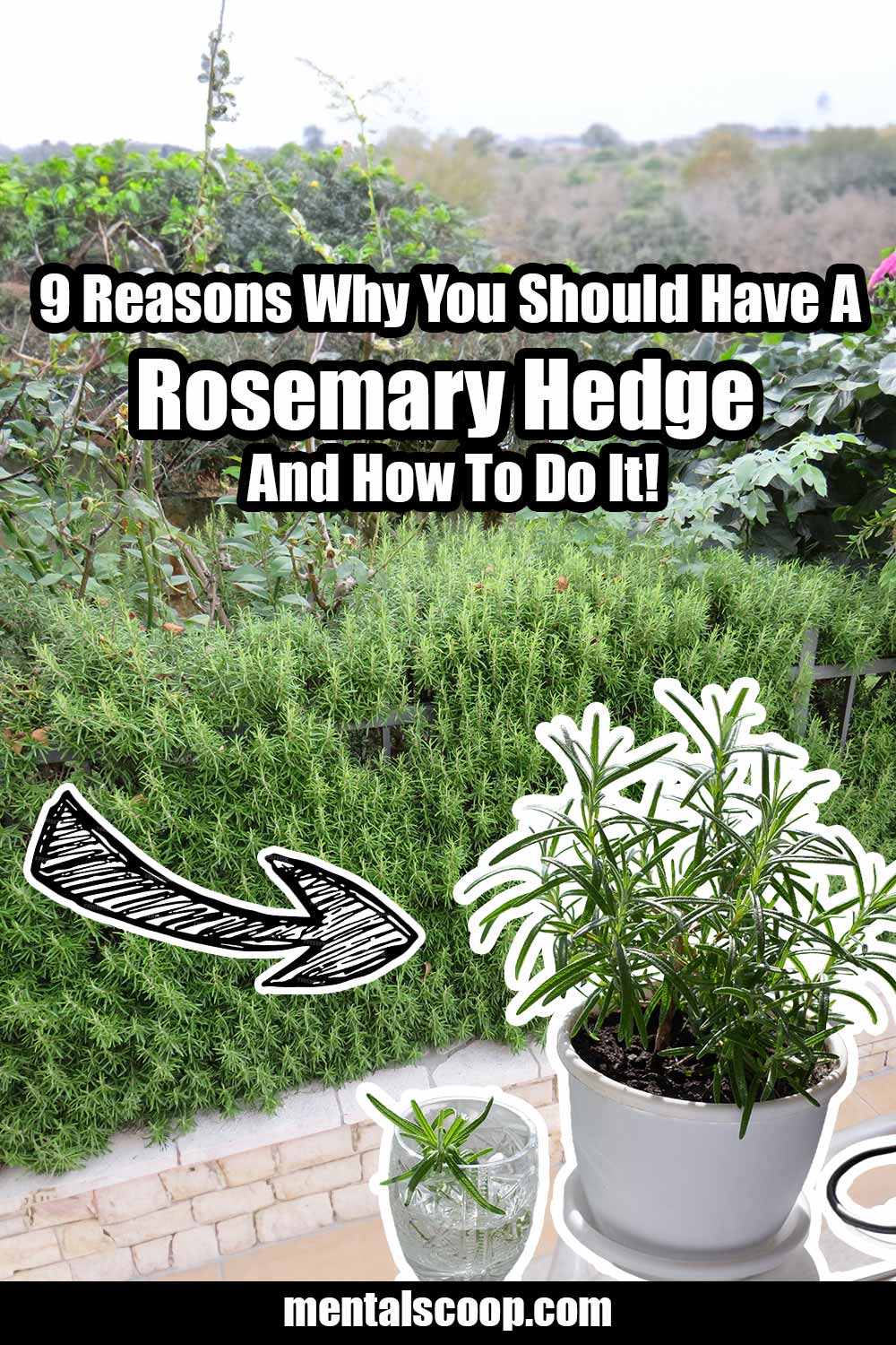 9 Reasons Why You Should Have A Rosemary Hedge And How To Do It