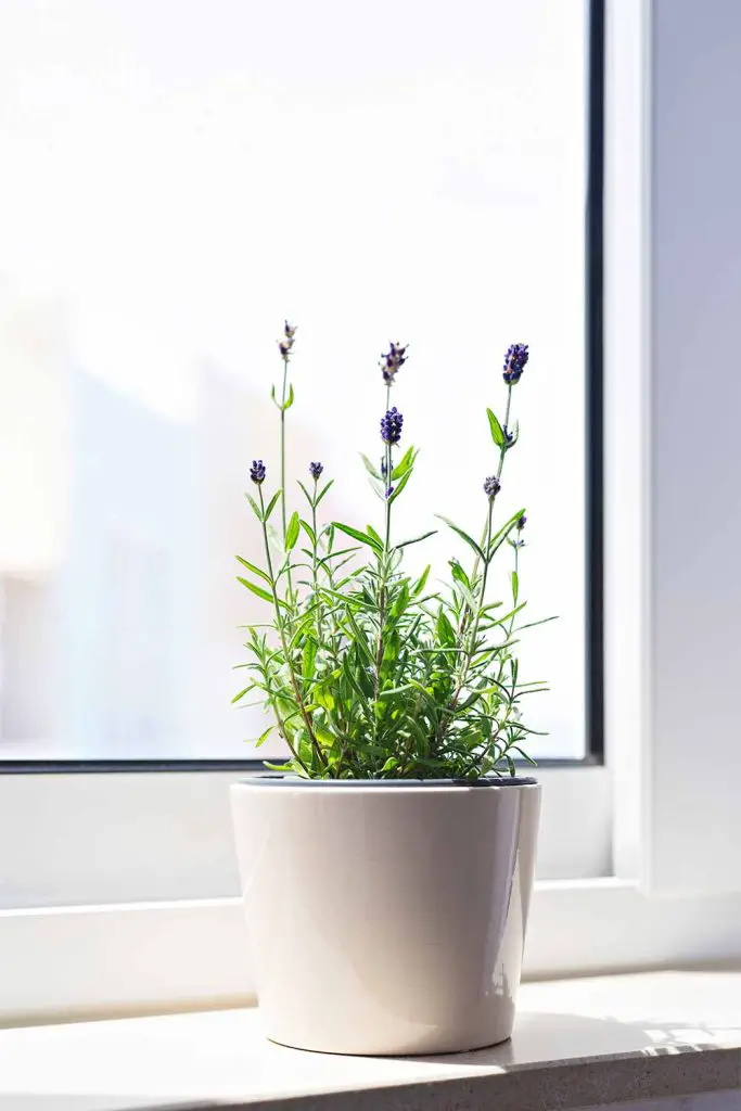 View of 9 House Plants Proven To Relieve Stress! - Mental Scoop