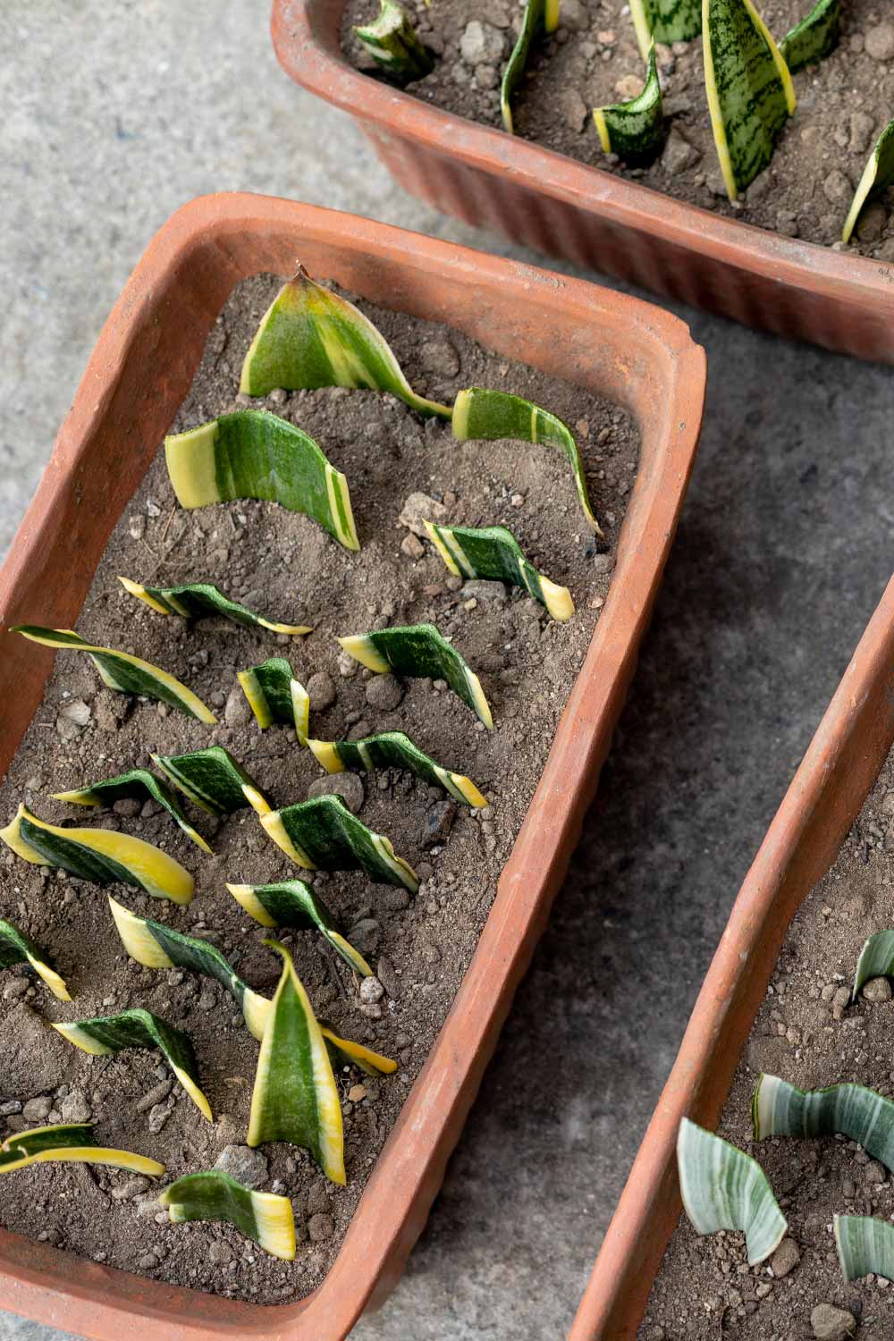 Default 9 Of The Easiest House Plants To Propagate Mental Scoop