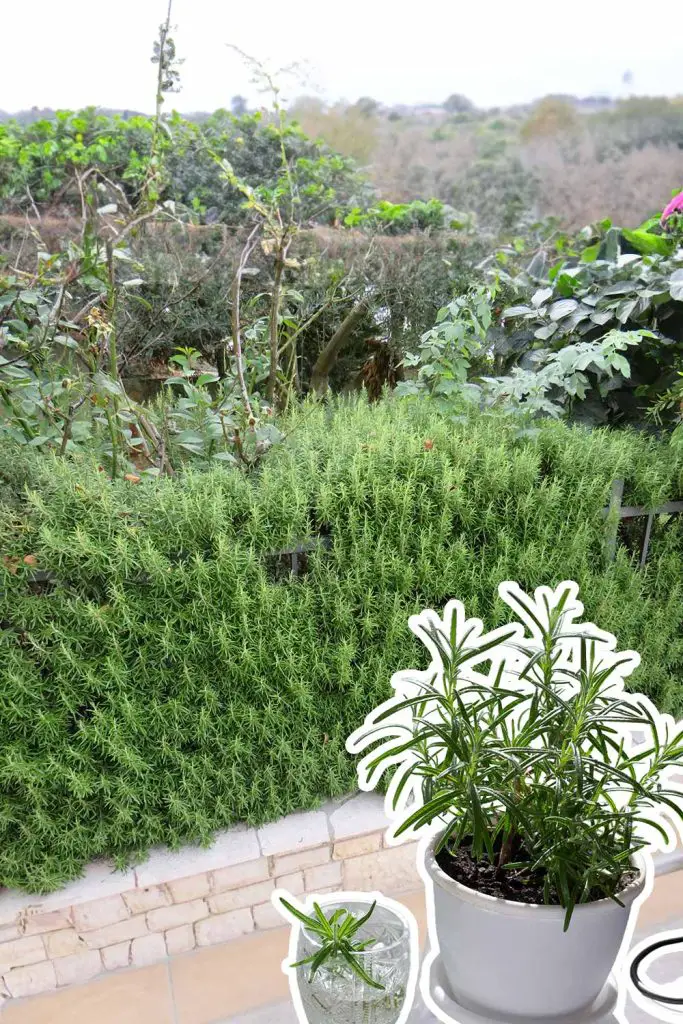 9 Reasons Why You Should Have A Rosemary Hedge And How To Do It