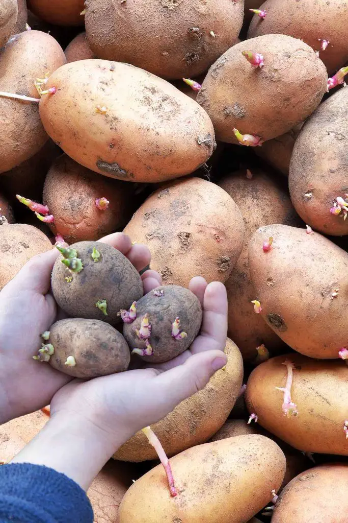 Is It Safe To Cook Sprouted Potatoes? Mental Scoop