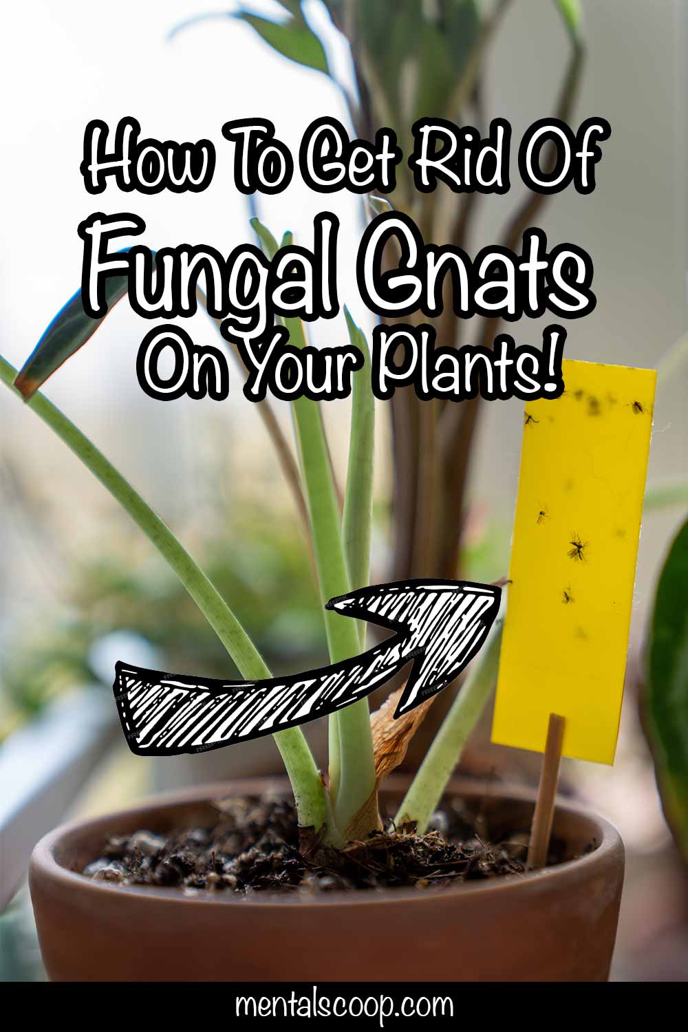 How To Get Rid Of Fungal Gnats On Your Plants! Mental Scoop