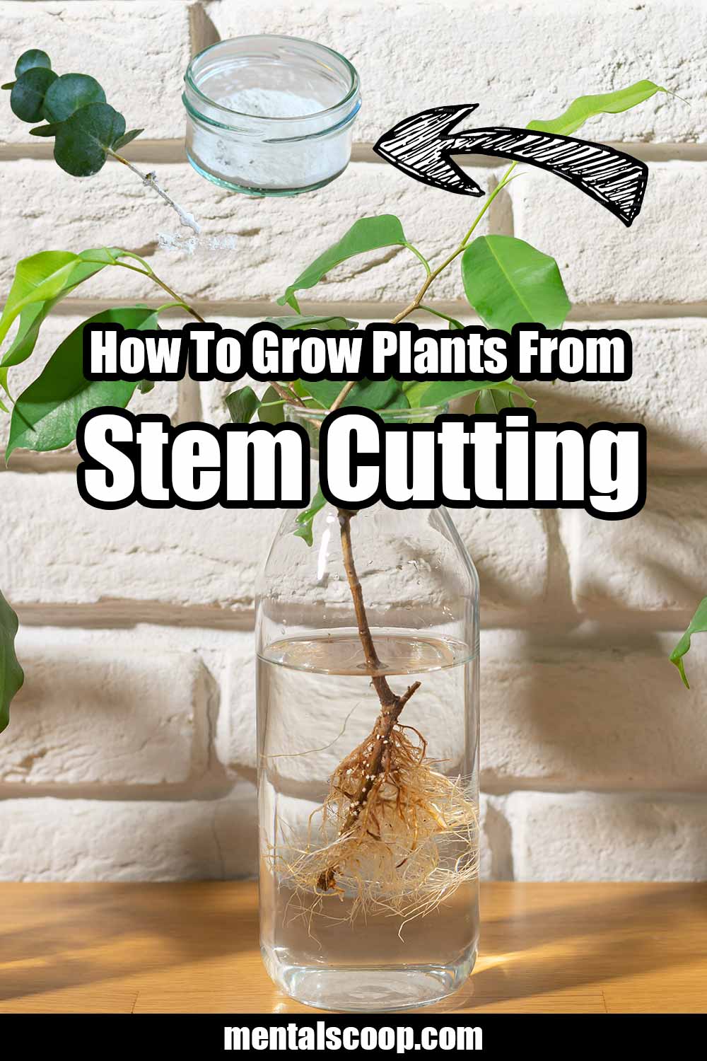 How To Grow Plants From Stem Cuttings! Mental Scoop