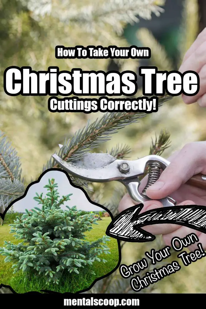 HowToTakeYourOwnChristmasTreeCuttings Mental Scoop