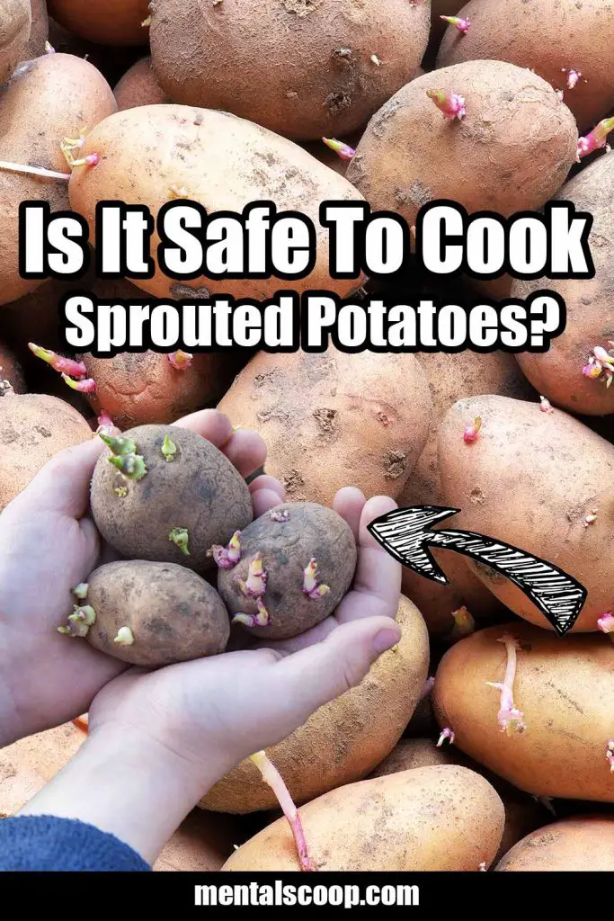Is It Safe To Cook Sprouted Potatoes? Mental Scoop