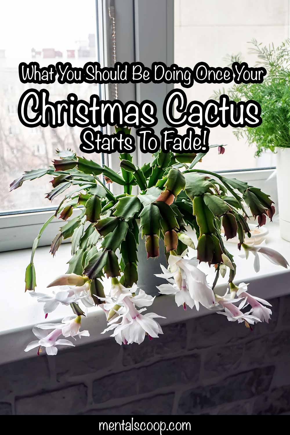 What You Should Be Doing Once Your Christmas Cactus Starts To Fade