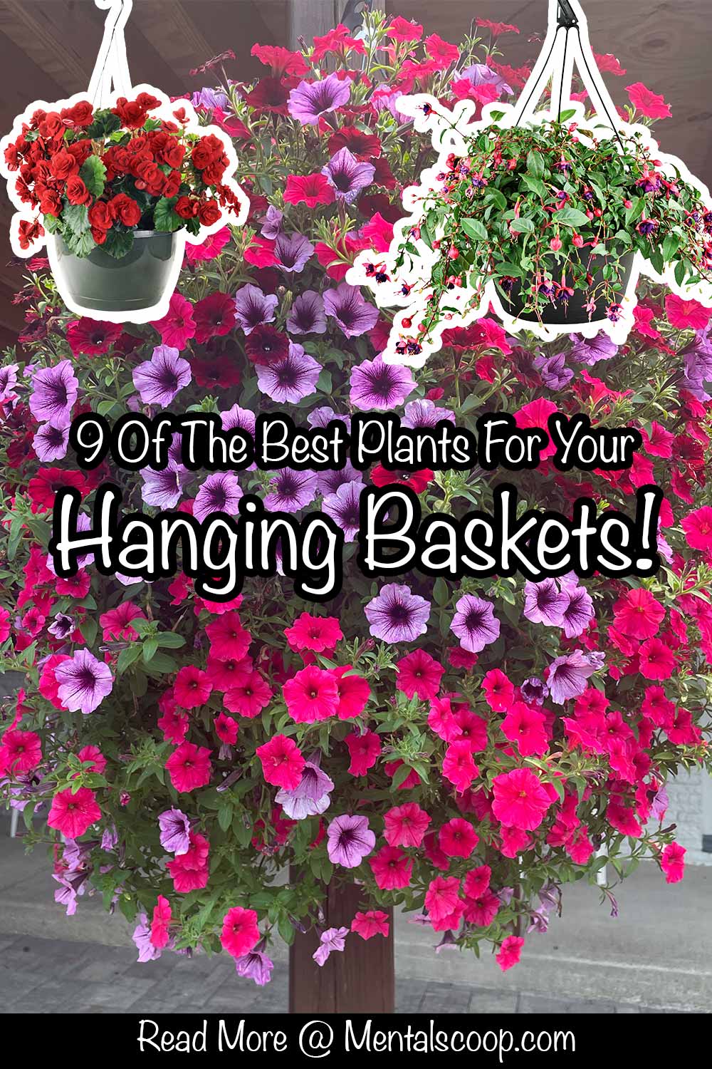 9 Of The Best Plants For Your Hanging Baskets! Mental Scoop