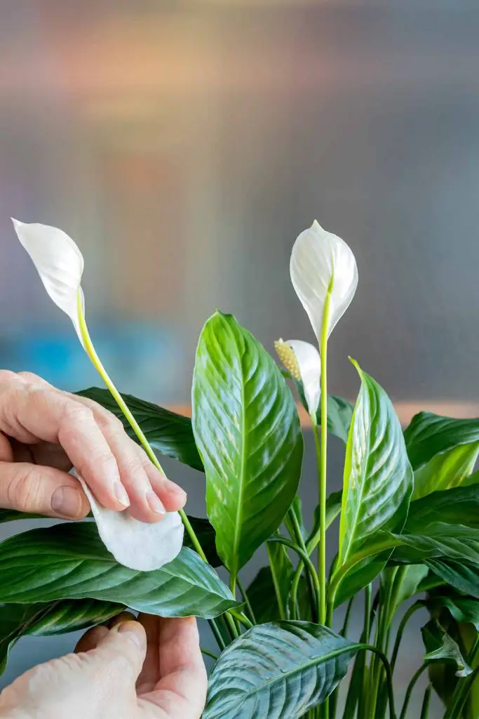 How To Get Your Peace Lily To Endlessly Flower! Mental Scoop