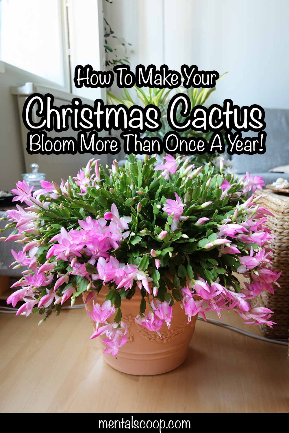 How To Make Your Christmas Cactus Bloom More Than Once A Year! Mental Scoop