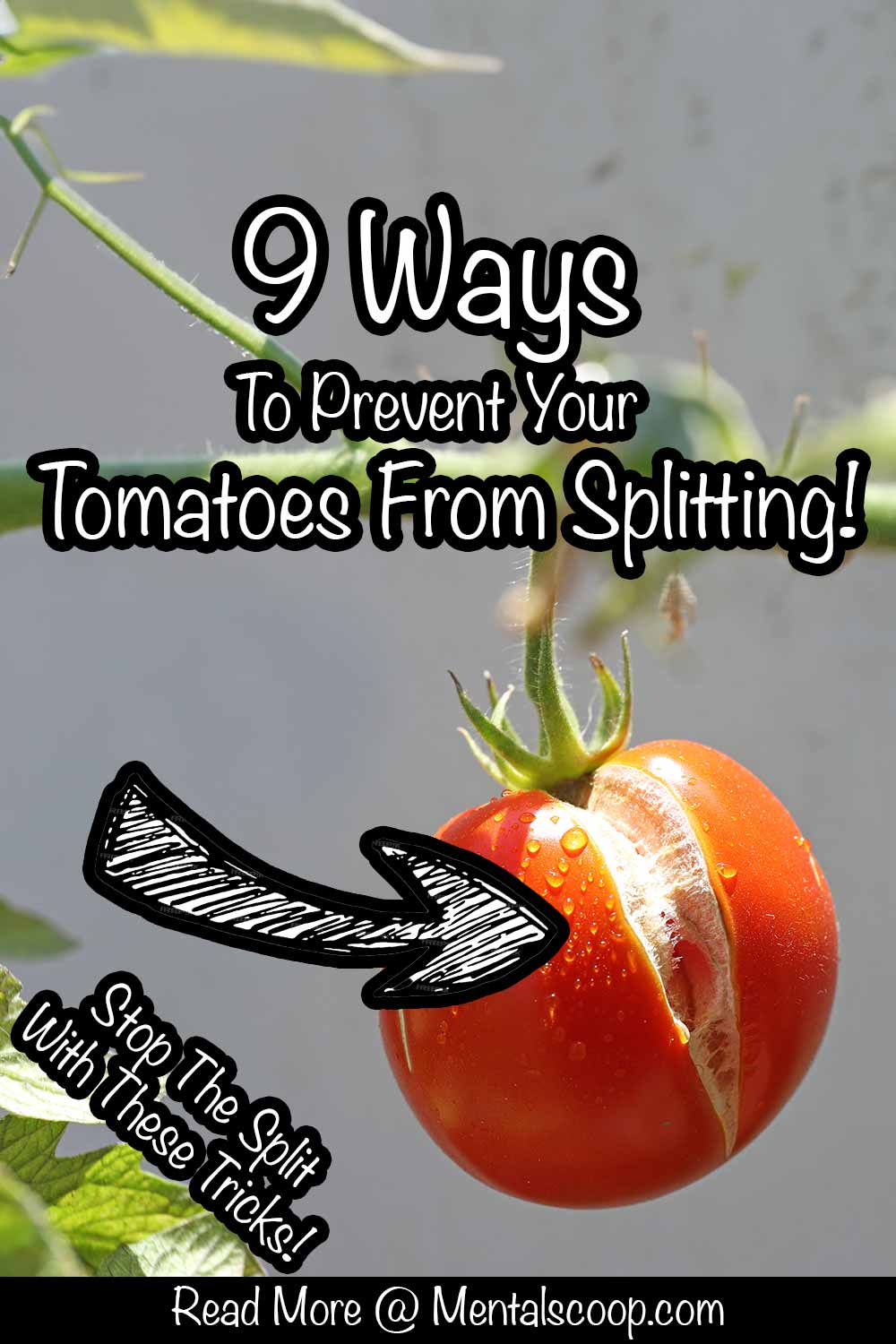 9 Ways To Prevent Your Tomatoes From Splitting! Mental Scoop