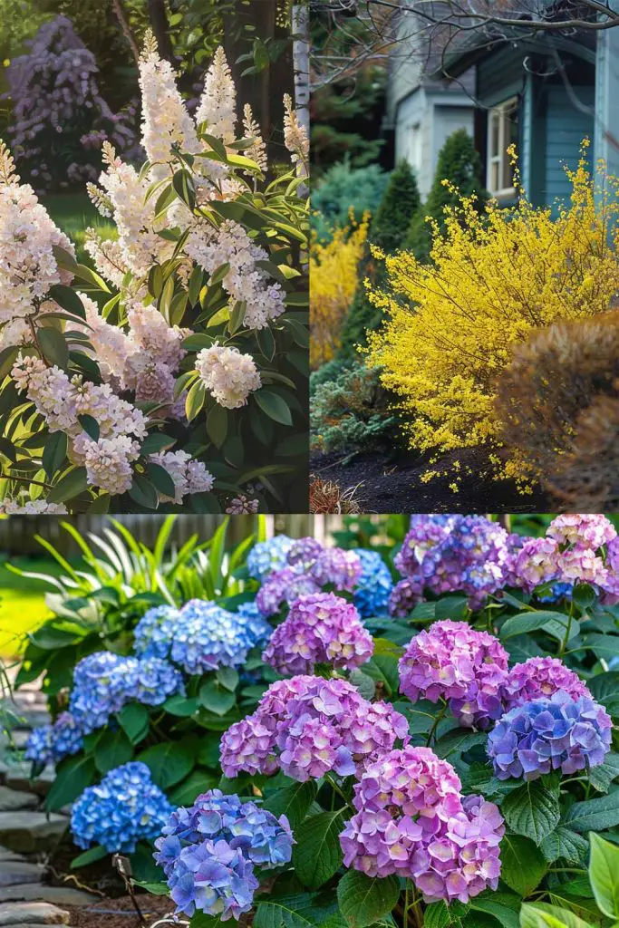 The 12 Best Low Maintenance Shrubs! Mental Scoop