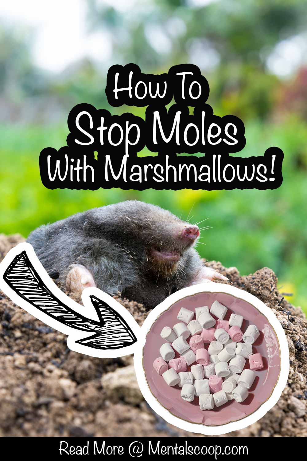 How To Stop Moles With Marshmallows! Mental Scoop