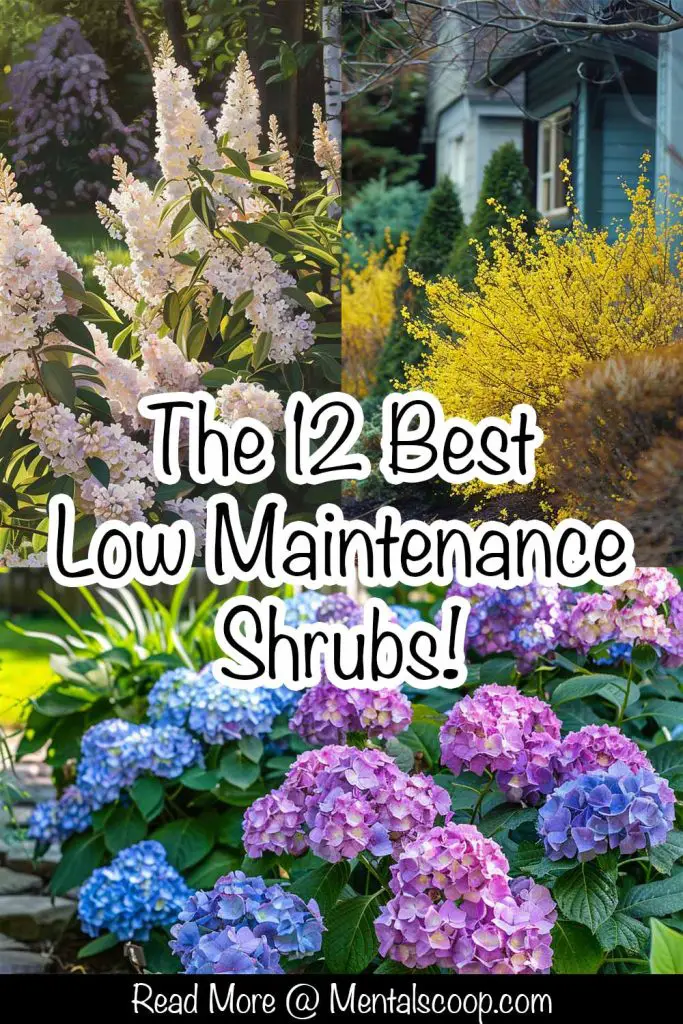 The 12 Best Low Maintenance Shrubs! Mental Scoop