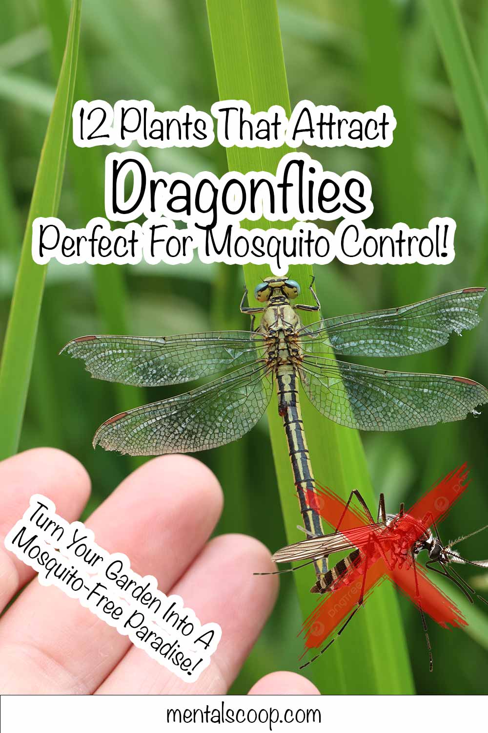 12 Plants That Attract Dragonflies, Perfect For Mosquito Control ...