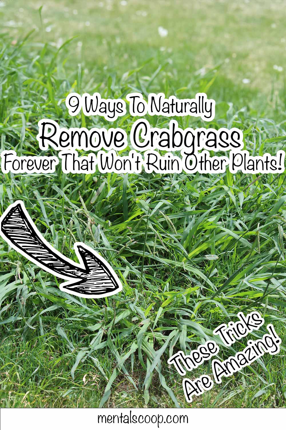 9 Ways To Naturally Remove Crabgrass Forever That Won't Ruin Other Plants! Mental Scoop