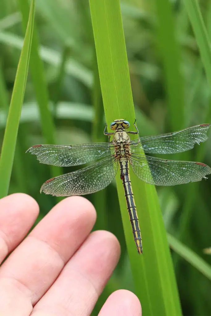 12 Plants That Attract Dragonflies, Perfect For Mosquito Control ...
