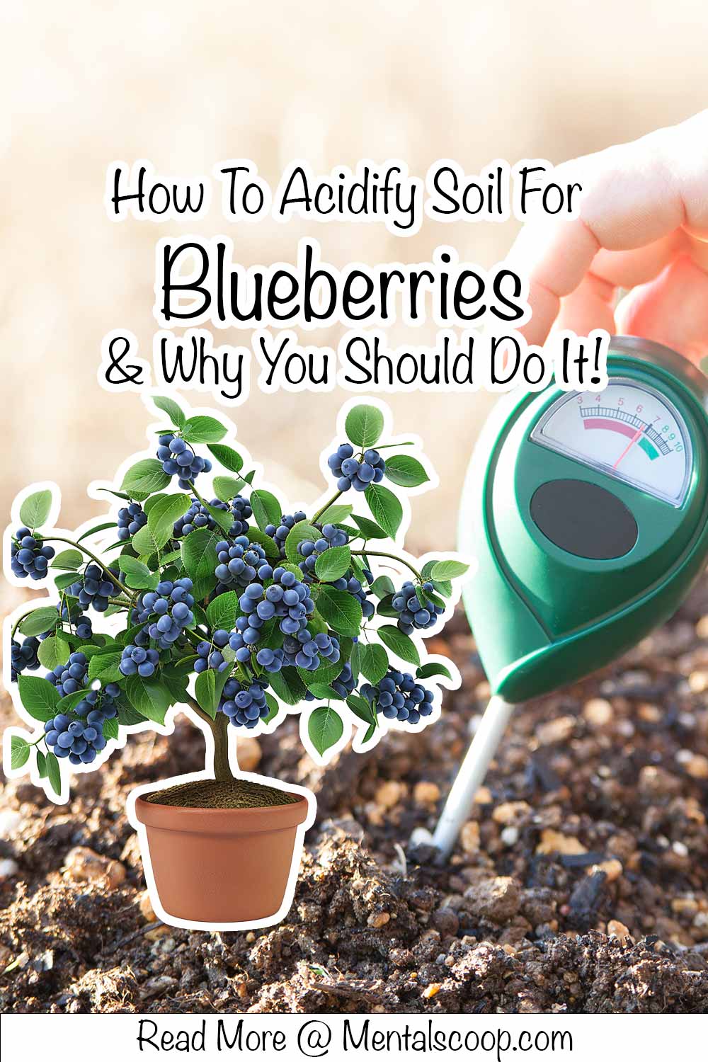 How To Acidify Soil For Blueberries & Why You Should Do It! Mental Scoop