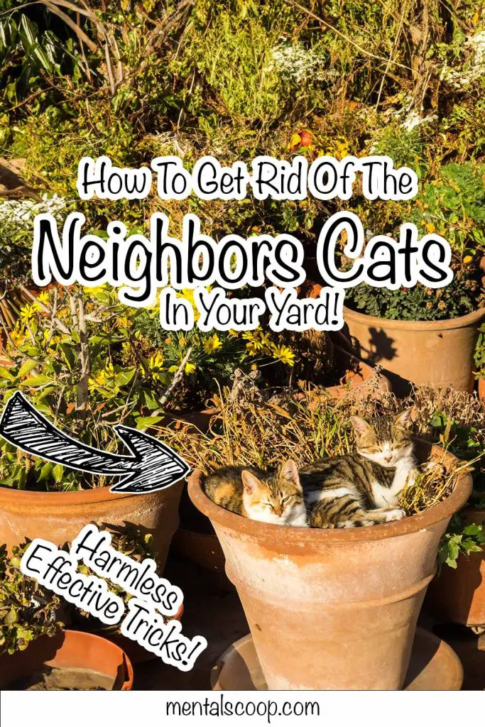 How To Get Rid Of The Neighbors Cats In Your Yard Harmless Effective