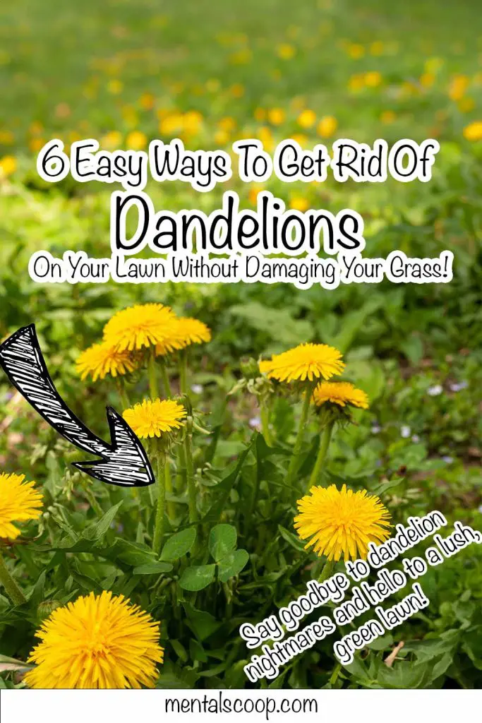 6 Easy Ways To Get Rid Of Dandelions On Your Lawn Without Damaging Your Grass! Mental Scoop