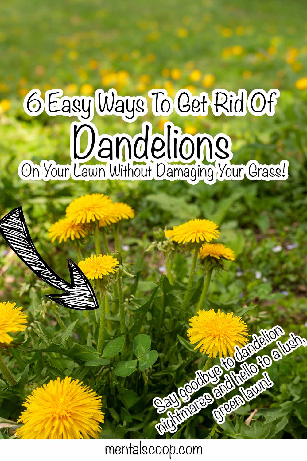 Best Ways To Get Rid Of Dandelions Wallpaper For Desktop
