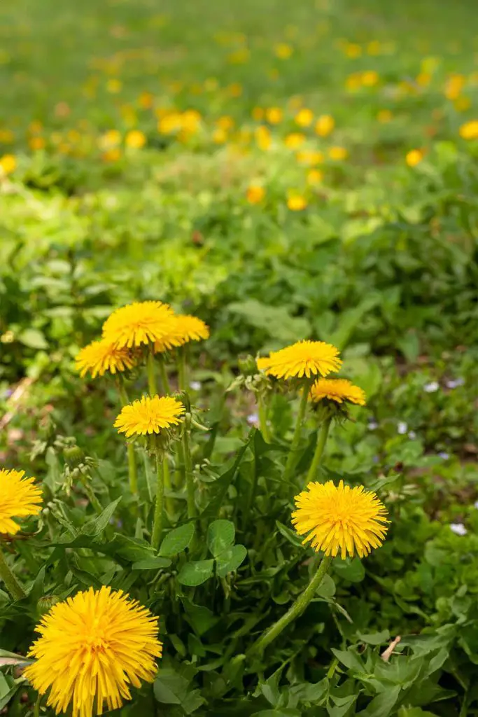 6 Easy Ways To Get Rid Of Dandelions On Your Lawn Without Damaging Your