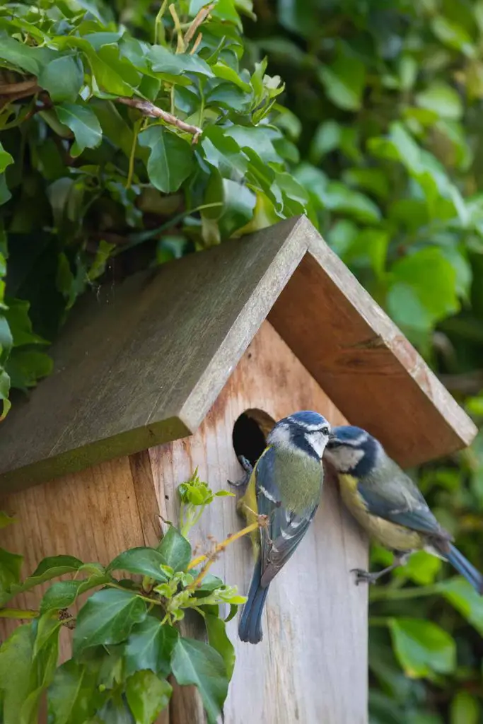 Do Birdhouses Need To Be Cleaned Out? Mental Scoop