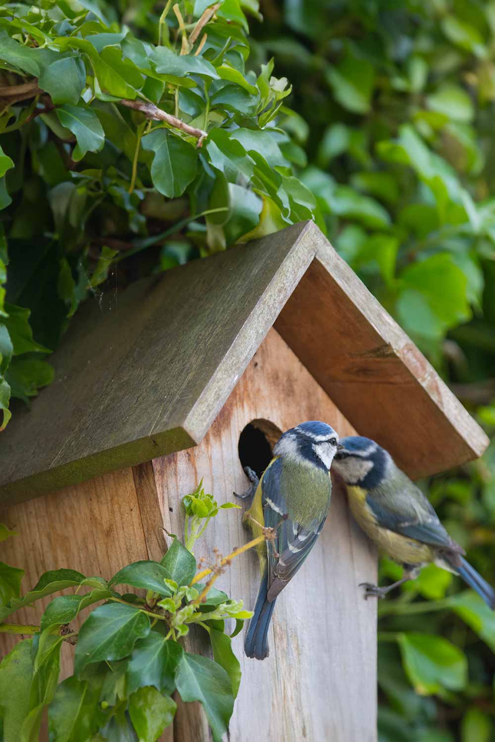 Default-Do-Birdhouses-Need-To-Be-Cleaned-Out- Mental Scoop