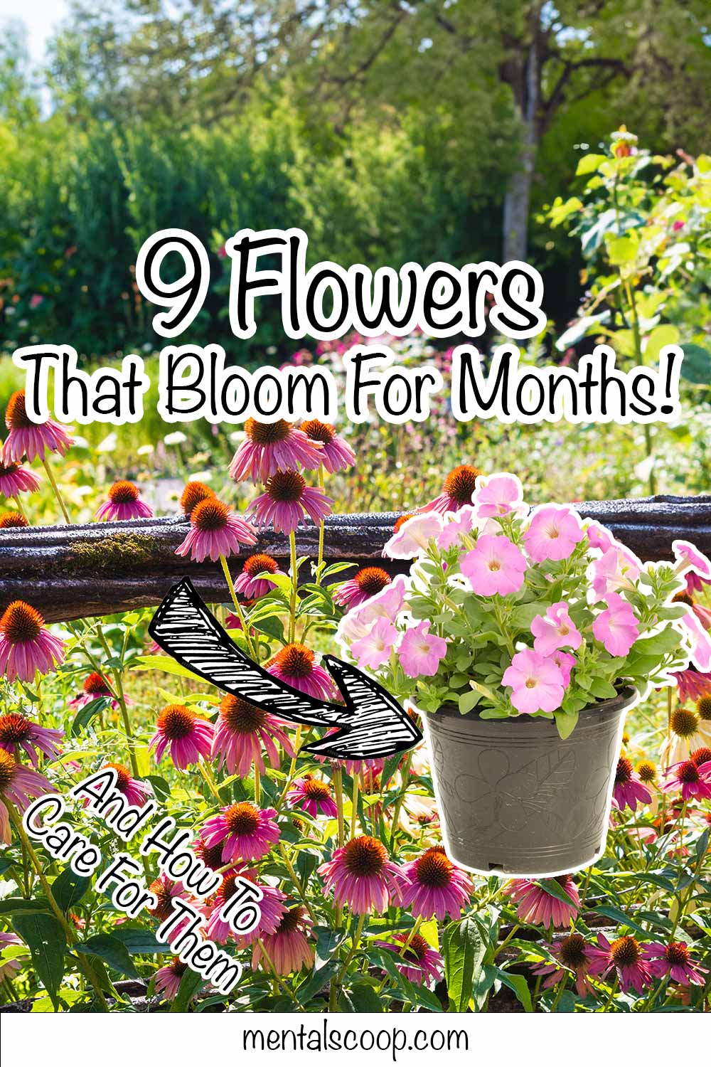9 Flowers That Bloom For Months And How To Care For Them! - Mental Scoop