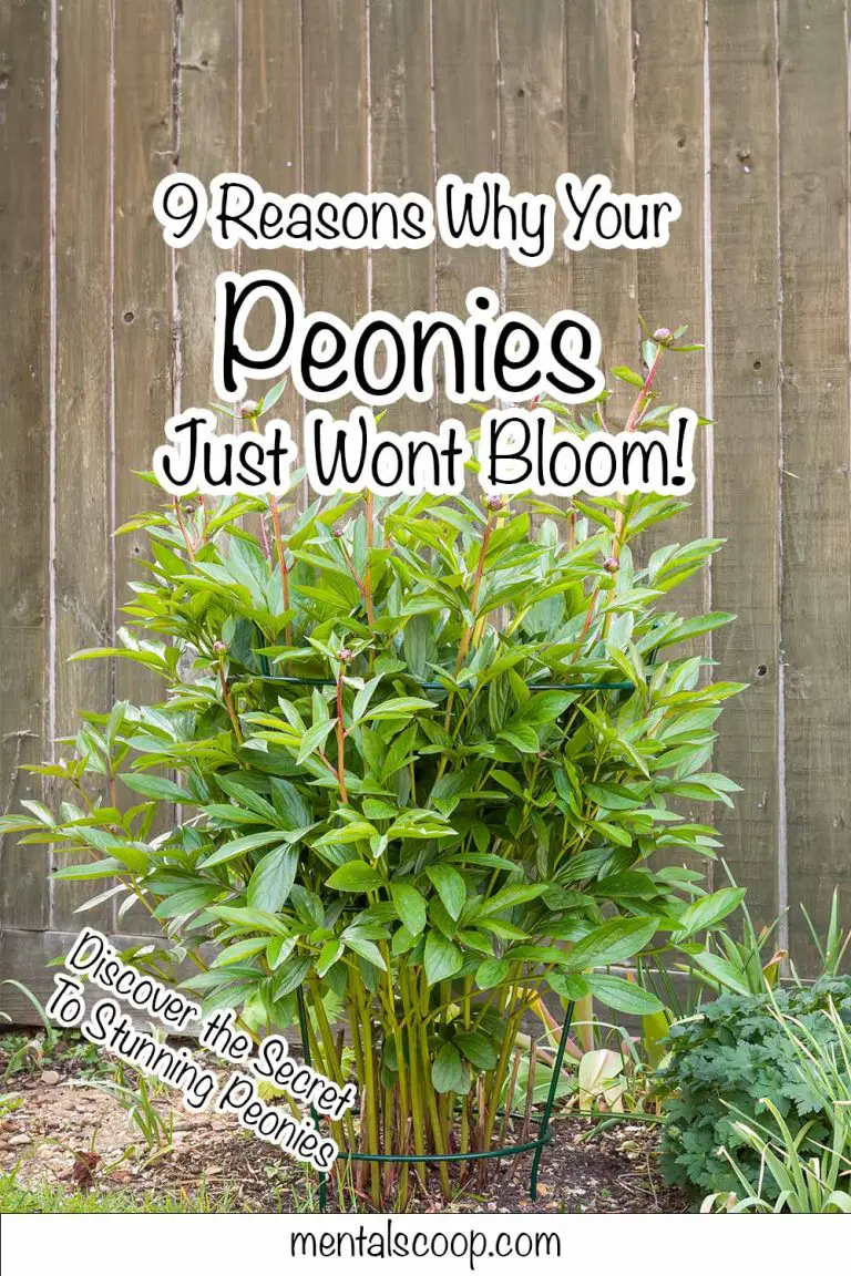 9ReasonsWhyYourPeoniesJustWontBloom Mental Scoop