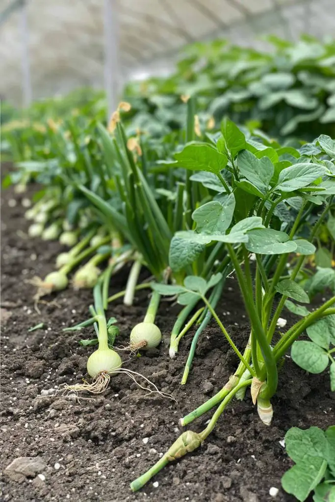 Bad Neighbors - 9 Planting Pairs That You Should Never Grow Side By ...