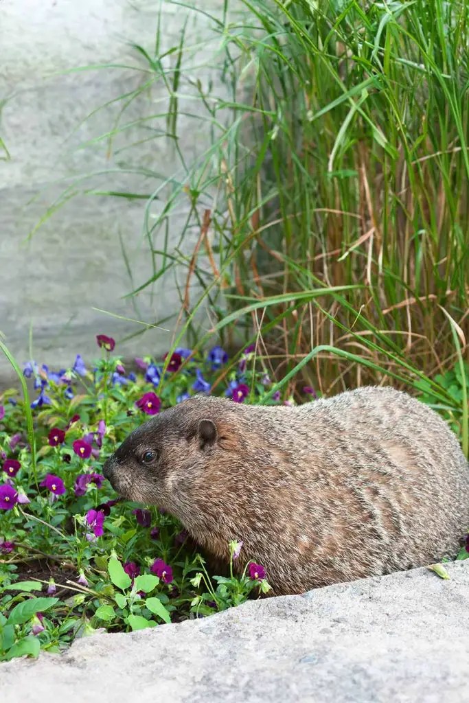 How to get rid of groundhogs in your yard mental scoop