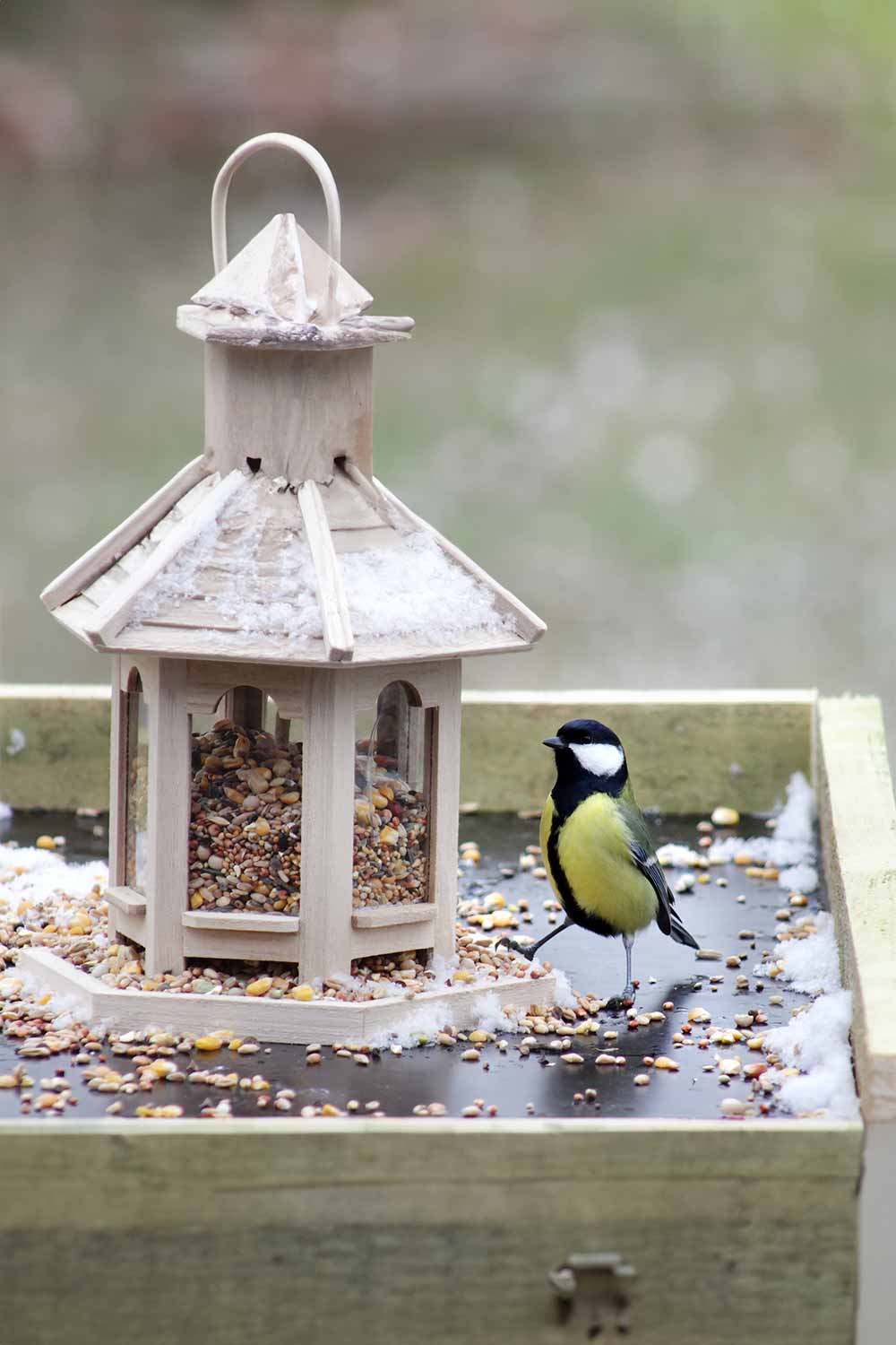 DefaultWhyDoBirdsThrowSeedsOutOfAFeeder Mental Scoop