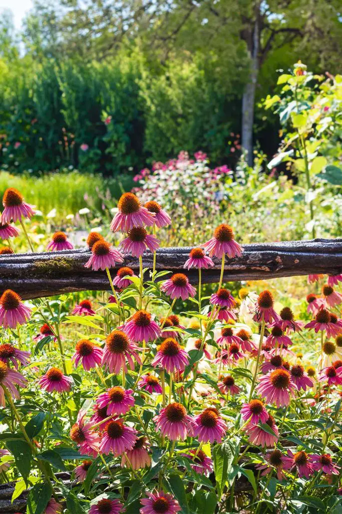 9 Flowers That Bloom For Months And How To Care For Them! - Mental Scoop
