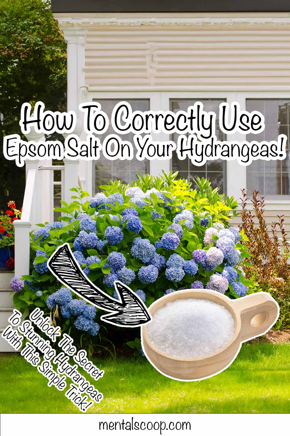 HowtoCorrectlyUseEpsomSaltonYourHydrangeas Mental Scoop