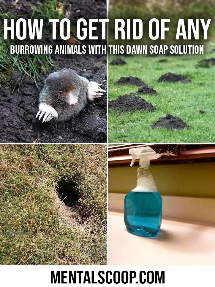 fbHowToGetRidOfAnyBurrowingAnimalsWithThisDawnSoapSolution