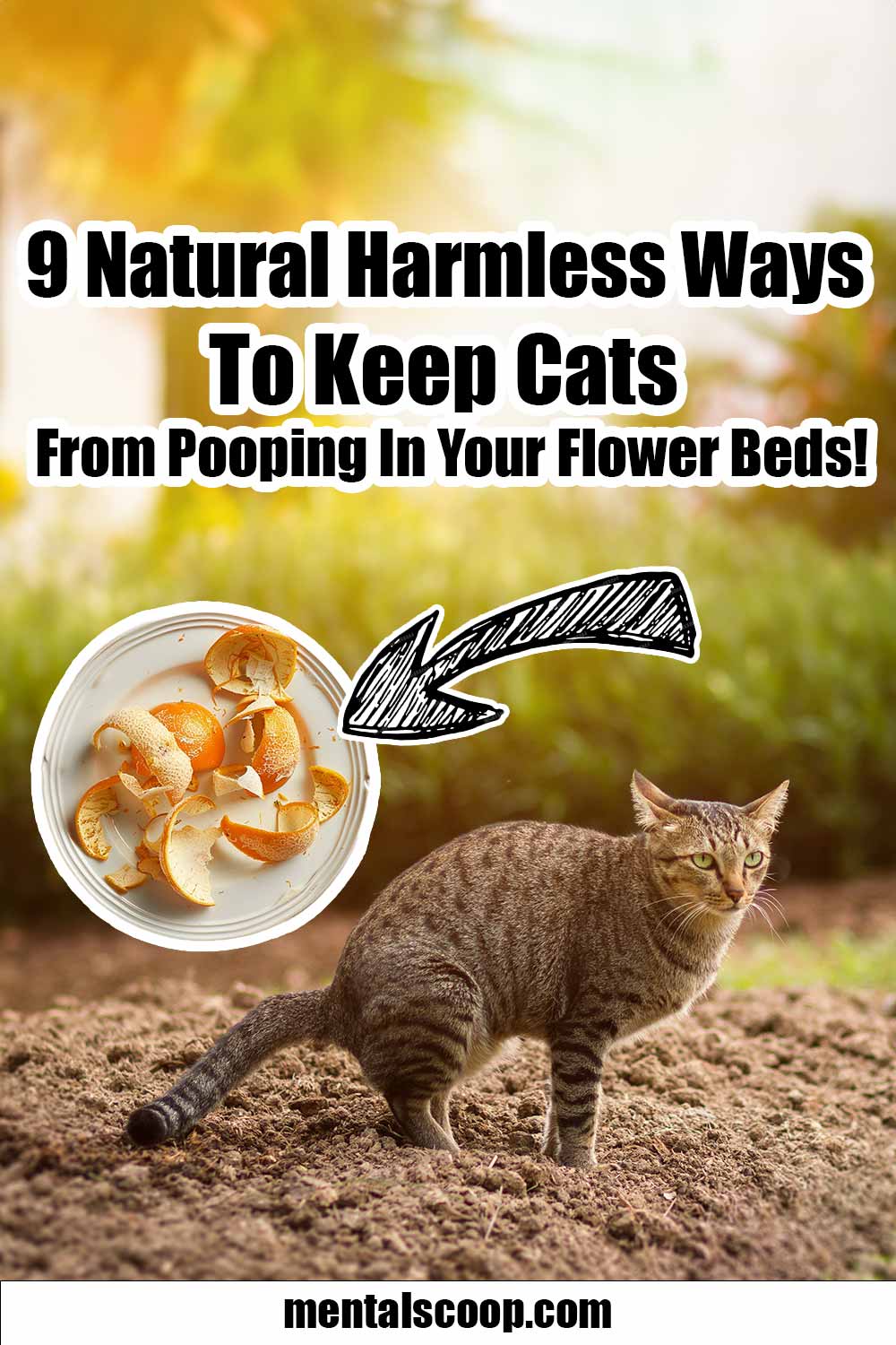 9 Natural Harmless Ways To Keep Cats From Pooping In Your Flower Beds
