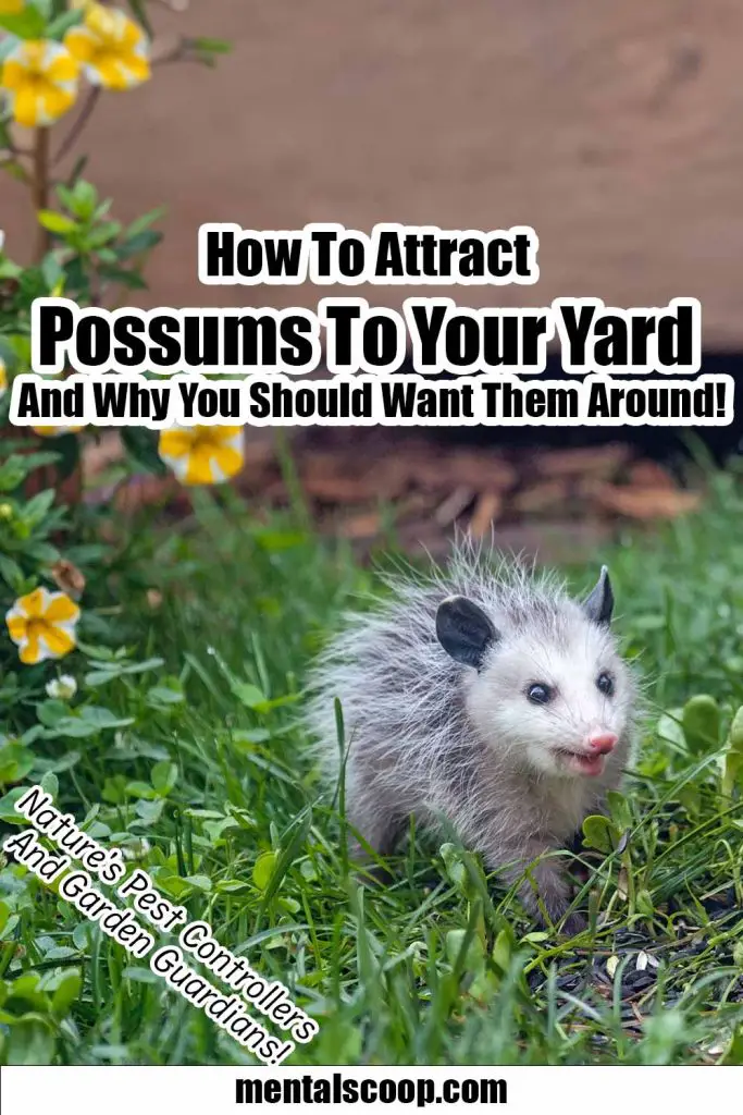 How To Attract Possums To Your Yard And Why You Should Want Them Around! Mental Scoop