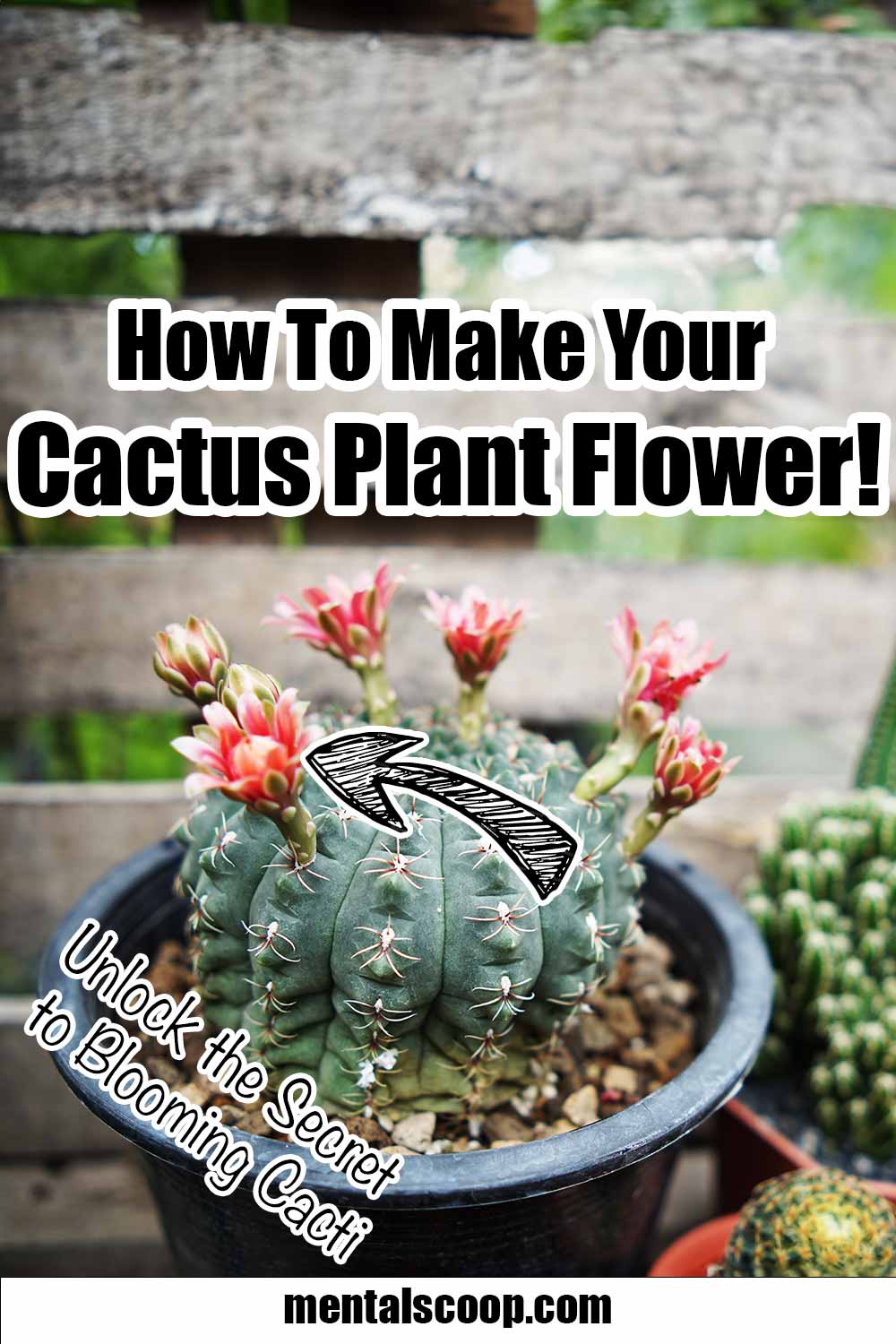 How To Make Your Cactus Plant Flower! - Mental Scoop