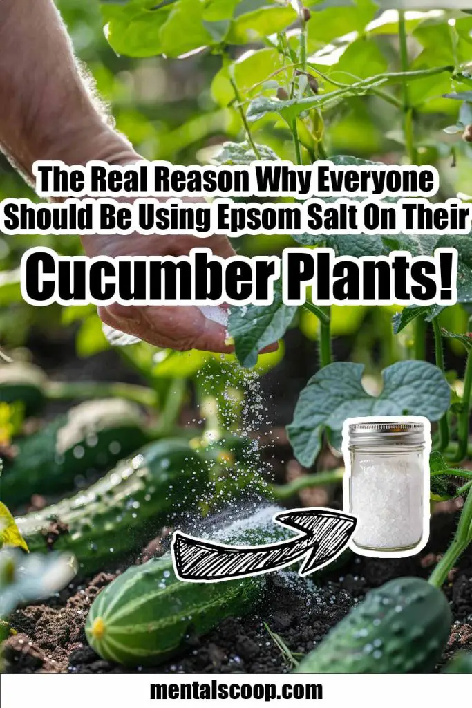The Real Reason Why Everyone Should Be Using Epsom Salt On Their Cucumber Plants! Mental Scoop
